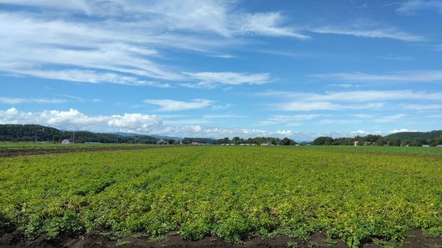 農産物情報　2017年10月23日（雪）